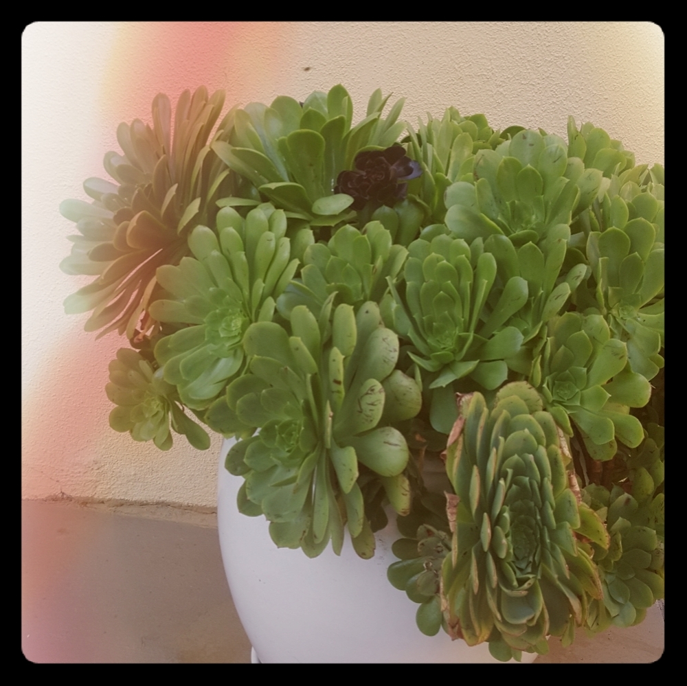 Meet your Posher, Deborah